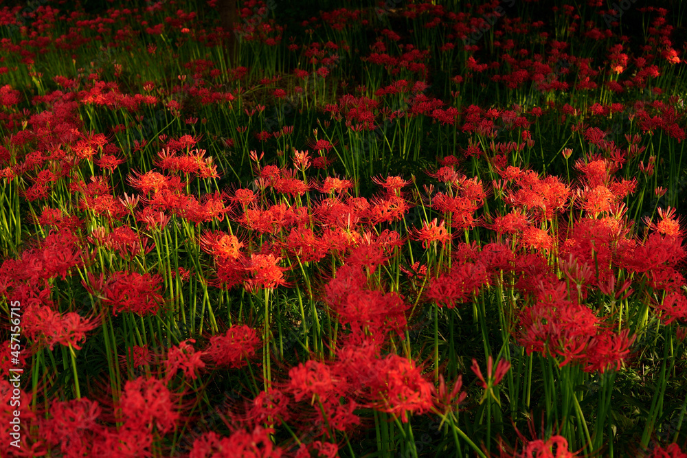 field of red spider lily