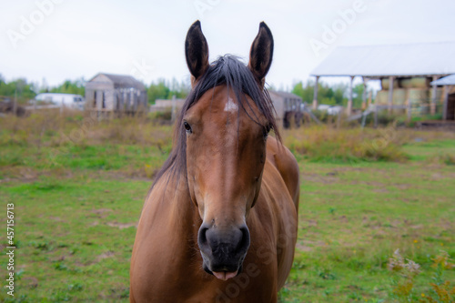 Pretty horse on a Canadian farm in the province of Quebec 