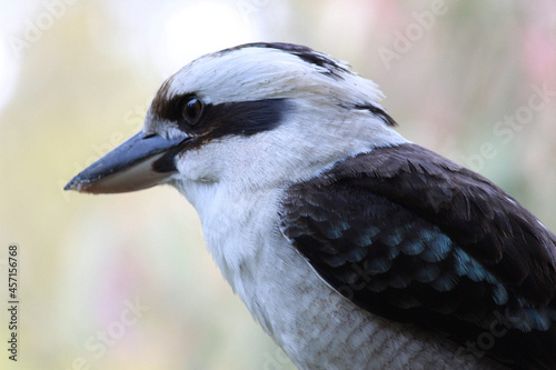 close up of a bird