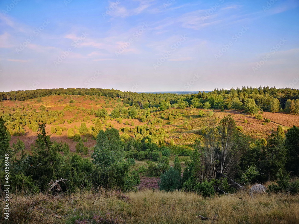 Obraz premium Naturschutzgebiet Lüneburger Heide