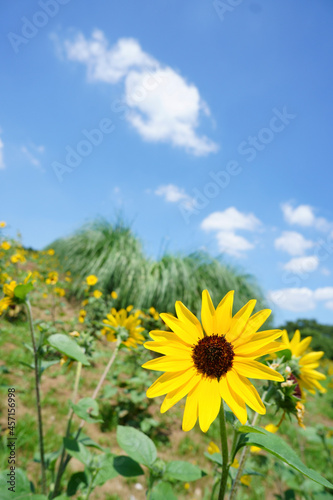 field of sunflowers