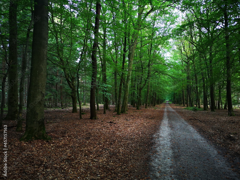 Fototapeta premium Naturschutzgebiet Lüneburger Heide