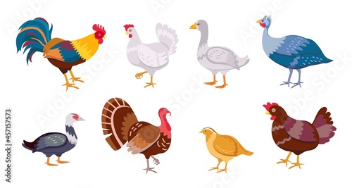 Cartoon farm birds chicken hen, rooster, duck and goose. Poultry family. Flat domestic egg producing bird, hens, turkey and quail vector set