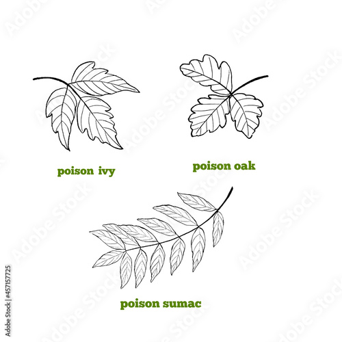 Schilderij op canvas Set of hand drawn illustrations of poisonous plants leaves leaves, poison ivy, poison sumac and poison oak