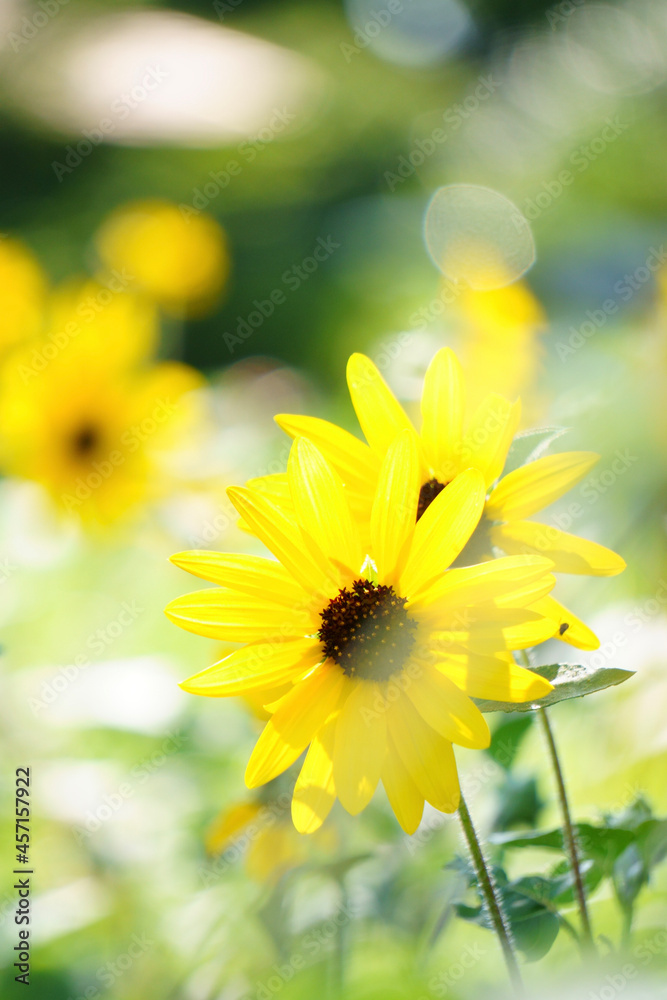 Obraz premium yellow flowers