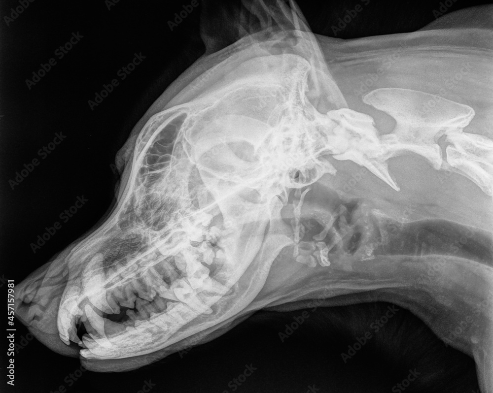 Xray of the skull of a large dog, side view. Black and white photo Stock Photo Adobe Stock