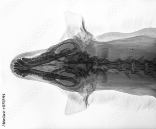 X-ray of the skull of a dog, dorso-ventral view, black and white photo from above. Isolated on white