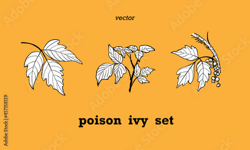 Set of hand drawn illustrations of Poison ivy plant- led, branch, and berries in vintage black and white style.