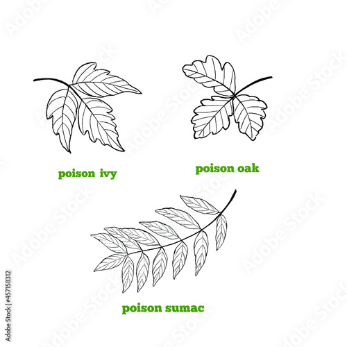 Poisonous plants leaves - poison ivy, poison sumac and poison oak set of hand drawn illustrations in line work style. photo
