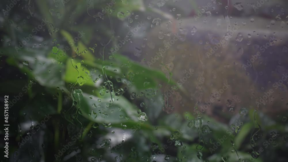 Falling raindrops on the glass window panes show the rain falling on the tropical forest garden outside. 4K Raindrops are falling on the green nature environment background. Abstract Rainy Season.
Falling raindrops on the glass window panes show the rain falling on the tropical forest garden outside. 4K Raindrops are falling on the green nature environment background. Abstract Rainy Season.