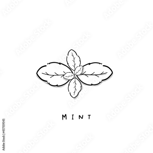 Vector illustration of mint, Peppermint . Hand-drawn icon graphic for menu, store display, and recipe isolated on white background.