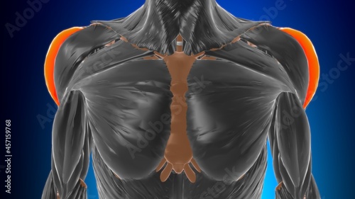 Acromial part of deltoid Muscle Anatomy For Medical Concept 3D