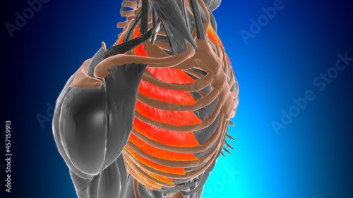 External intercostal Muscle Anatomy For Medical Concept 3D