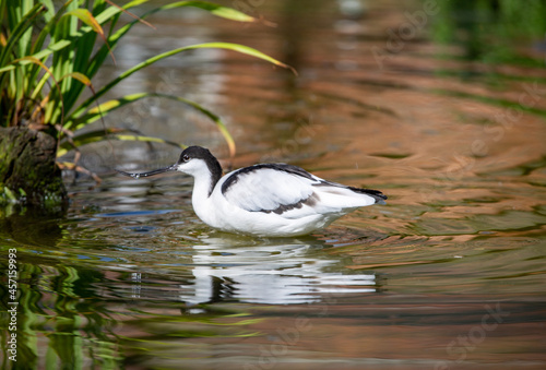 Avocet swimming in wonderful lake with ripples © Franz