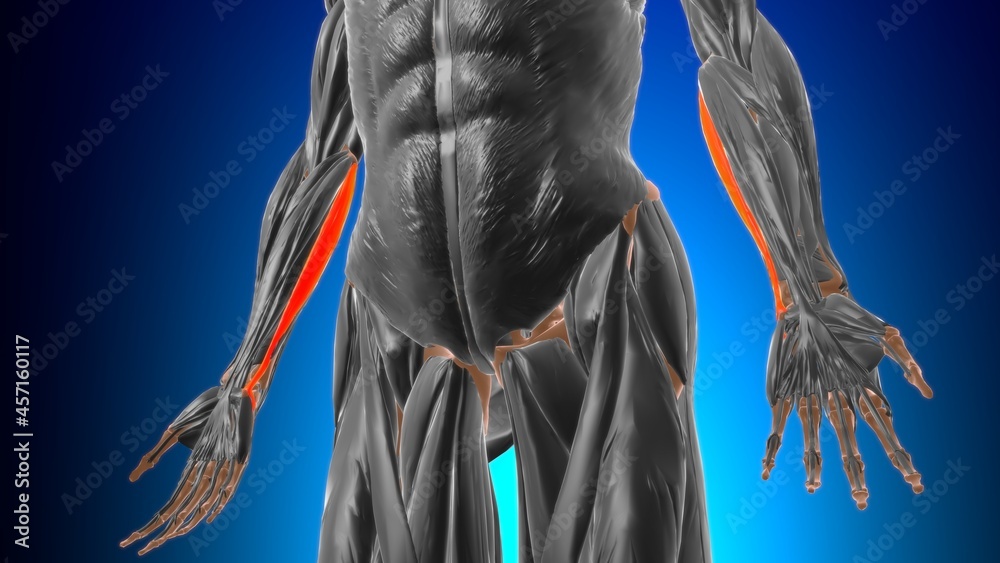 Naklejka premium Humeral head of flexor carpi ulnaris Muscle Anatomy For Medical Concept 3D