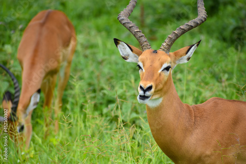 Wild deer and antelopes in the Tanzania National Wildlife Refuge in Africa. Wild free animals in the park.