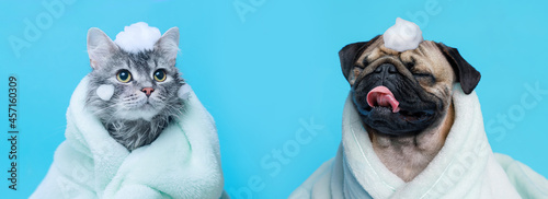 Funny wet puppy of the pug breed and fluffy cat after bath wrapped in towel. Just washed cute dog and gray tabby kitten in bathrobe with soap foam on their heads on blue background.