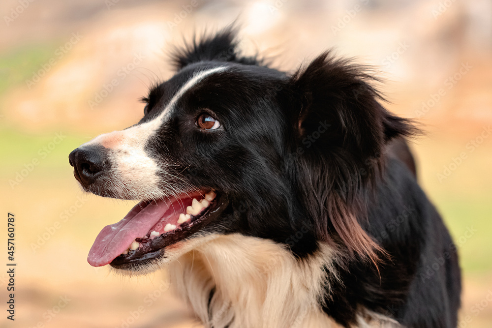 close de um cachorro preto e branco com expressão alegre e sorridente close de um cachorro preto e branco com expressão alegre e sorridente