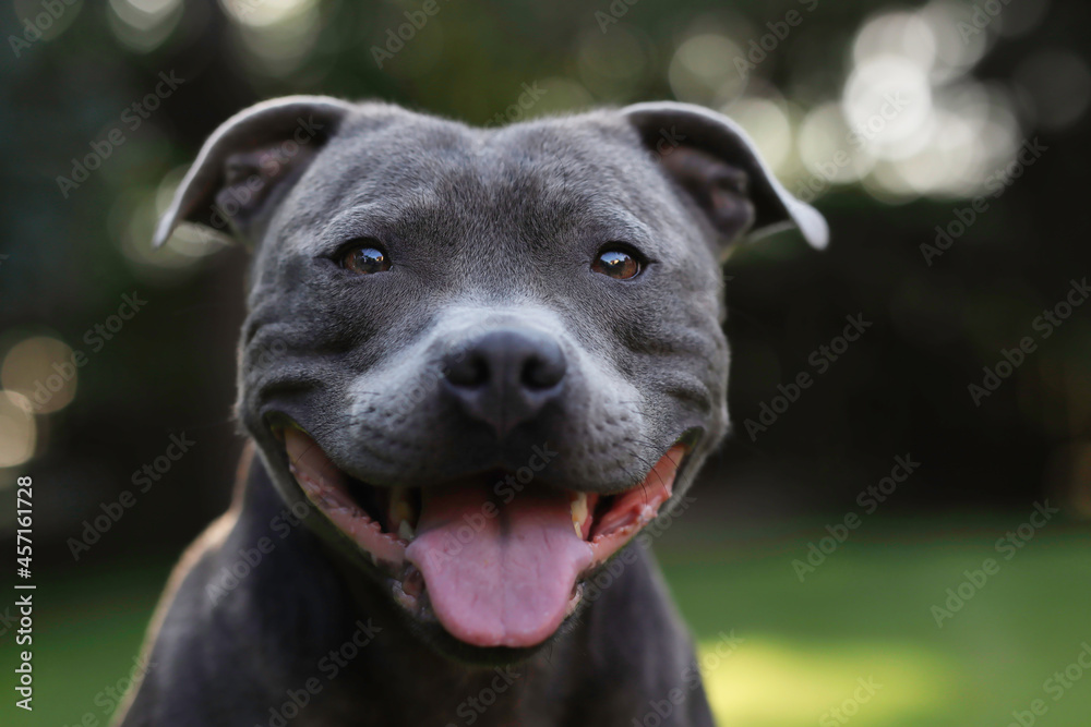 Close-up Portrait of Smiling English Staffordshire Bull Terrier in the Garden. Cute Head Shot of Blue Staffy Outside. Close-up Portrait of Smiling English Staffordshire Bull Terrier in the Garden. Cute Head Shot of Blue Staffy Outside.