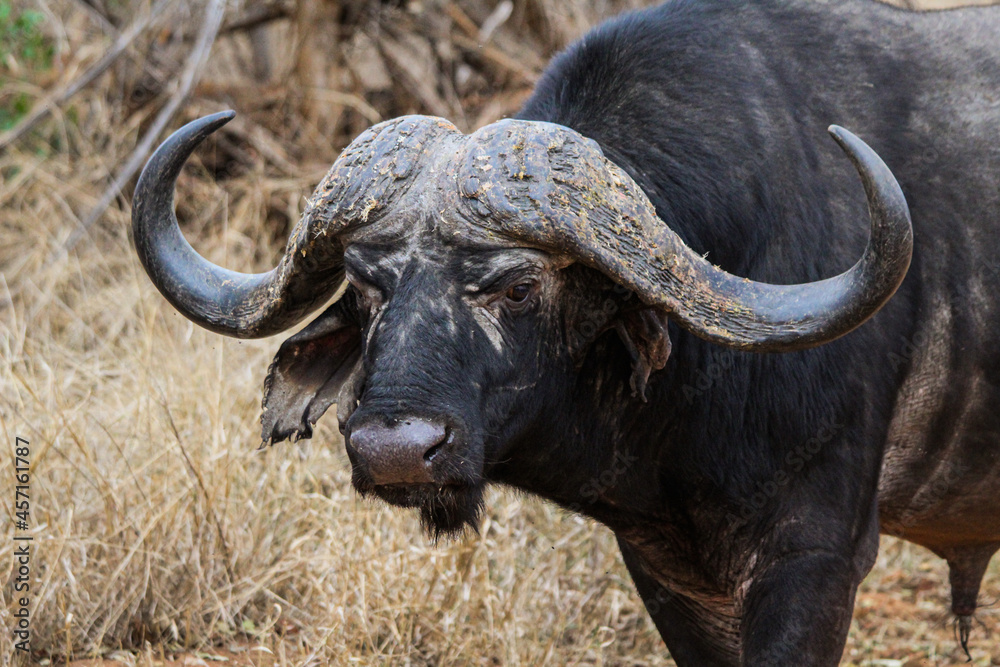 Buffalo walking through dry vegetation in the middle of a South African safari Buffalo walking through dry vegetation in the middle of a South African safari