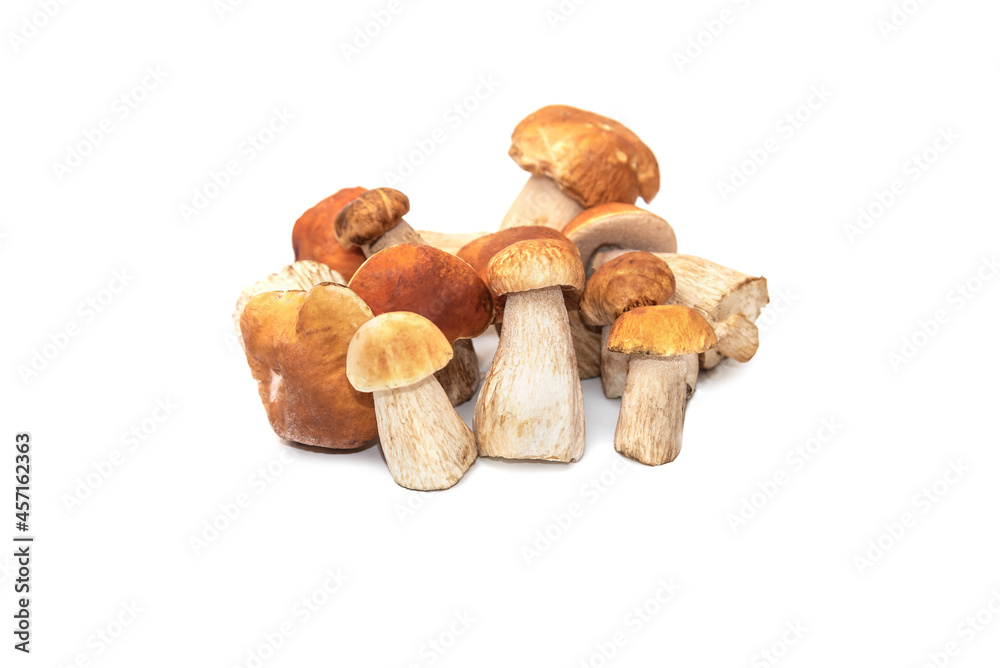 Boletus edulis mushrooms on white background Boletus edulis mushrooms on white background