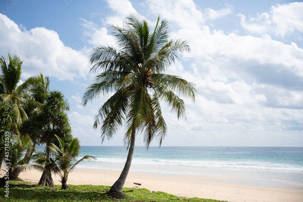 palm trees on the beach