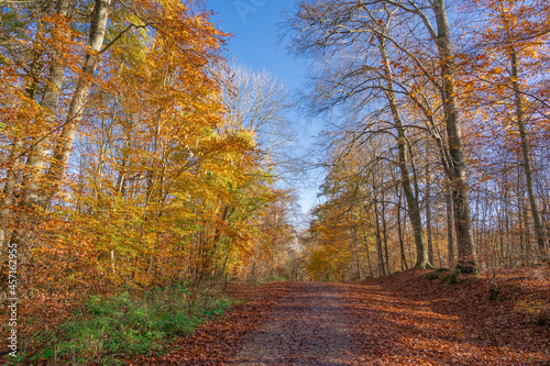 Beautiful autumn forest with a path in sunshine and blue sky © Angela Rohde