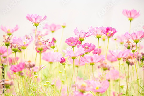 High-key, soft focus meadow of vibrant, pink cosmos flowers in summer 