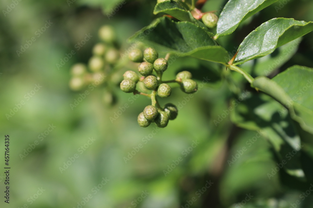 Sichuan pepper