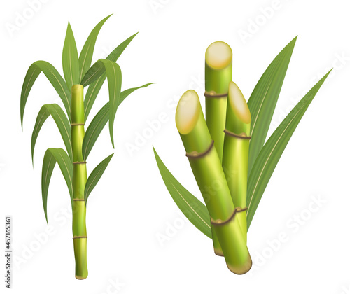 Sugarcane plant with stem and leaf isolated vector illustration on white background.
