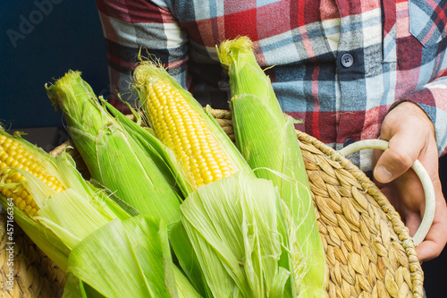 Organic fresh farm corn on the cob in a man's male hands, farmer hold autumn harvest yellow corn maize, mexican american harvest 