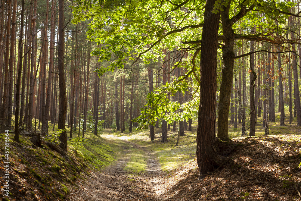 Oświetlona promieniami słońca leśna droga