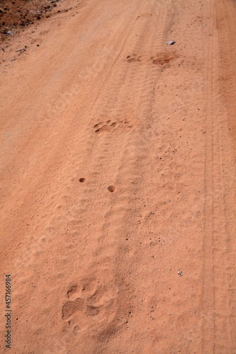 Wild lion spoor track footprints on soft sand