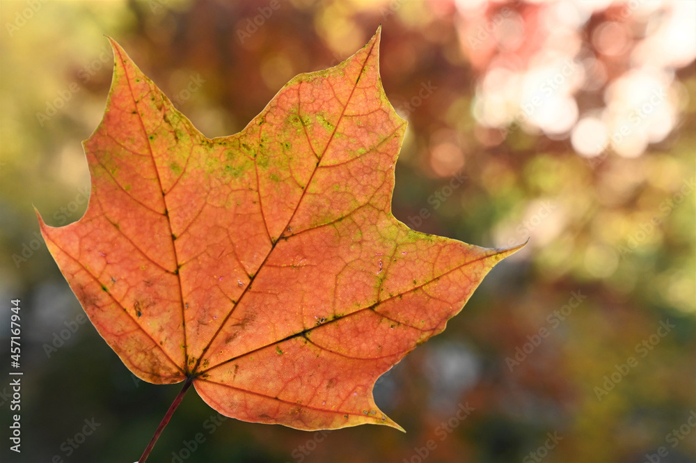 orange maple leaf in an autumn park on a sunny day. Beautiful autumn background. Close-up. Bokeh