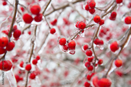 Winter storm in Austin Texas. A tree with red berries is covered with ice. Freezing rain. Red berries on the green background. Winter scene. Anomaly weather. Natural disaster