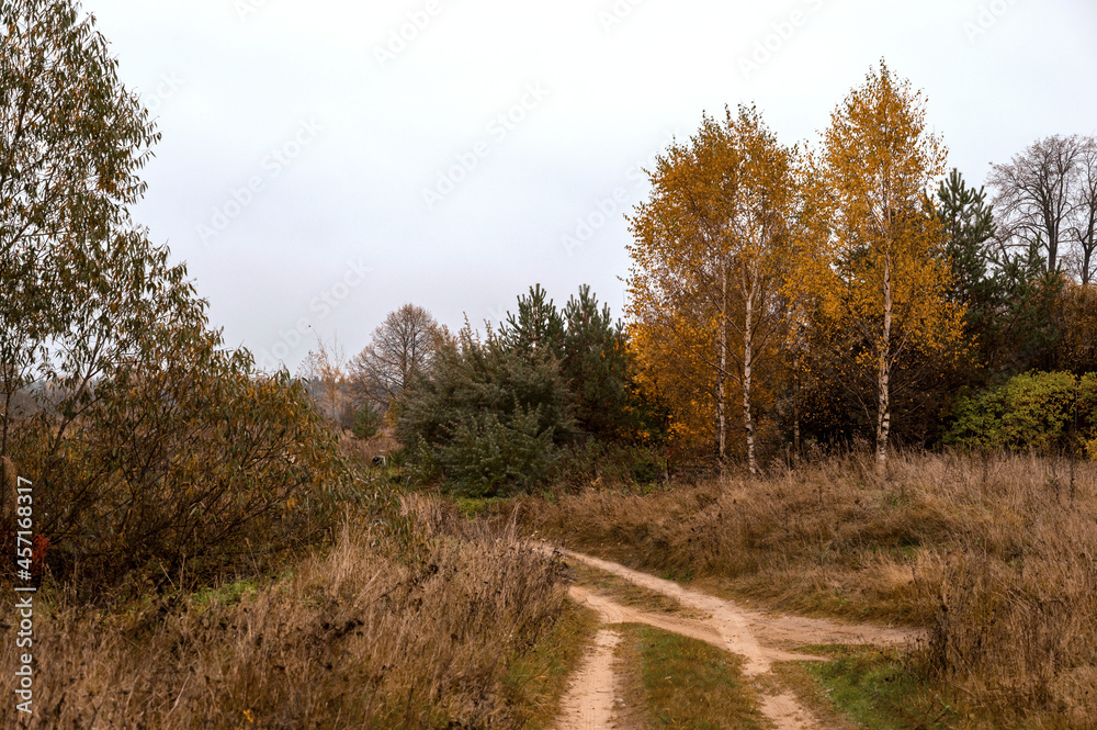 Obraz premium Rural road, field with dry plants and birch trees with yellow leaves. Country autumn landscape. Colors of autumn