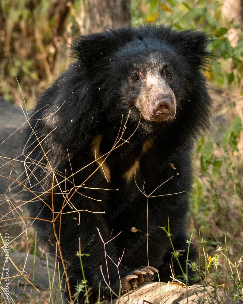 Fototapeta premium sloth bear or Melursus ursinus portrait in natural green background an aggressive animal from wild during outdoor wildlife safari at forest of central india