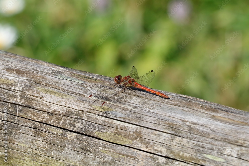 Libellule rouge Libellule rouge