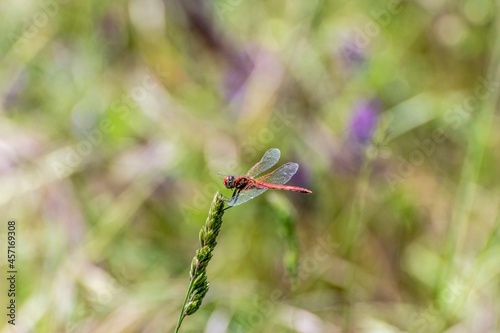 Specimen of red dragonfly posing on a stalk of grass © giadophoto