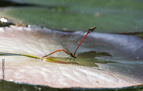 zwei kopulierende rote Libellen auf einem Blatt photo