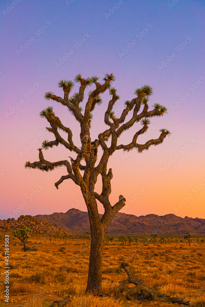 joshua tree in the desert joshua tree in the desert