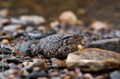 common gray toad on the shore close-up