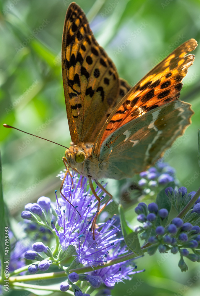 Obraz premium Photos of butterflies sitting on flowers in the garden