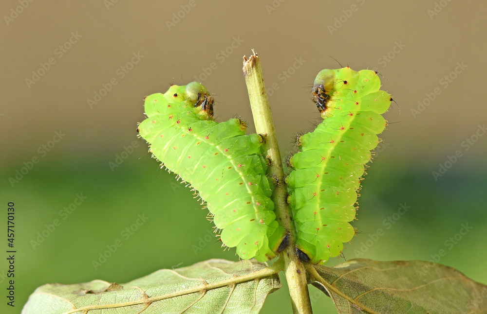 Raupen von actias luna