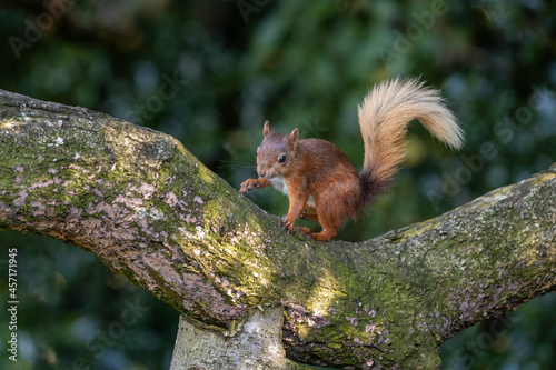 Red Squirrel on a Branch of a Tree, Ireland