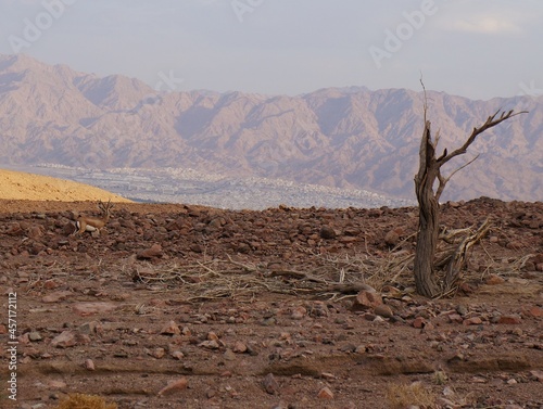 Hiking in Shehoret mountains, south Israel, small gazelle stands near acacia tree in evening darkness photo