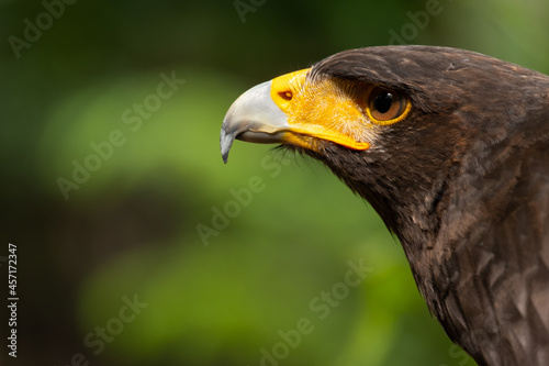 Close up image of Harris's hawk face.