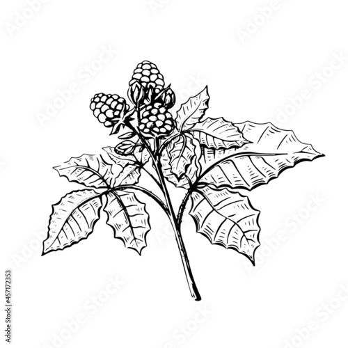 Blackberry sketch in hand drawn style on black background. Sweet fruits. Vintage floral illustration. Isolated vector sweet food.