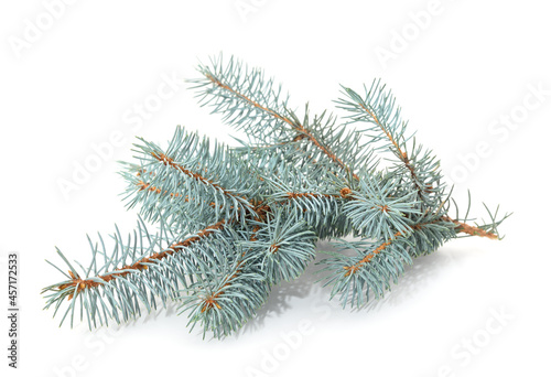 Blue branches of pine.