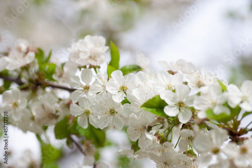 Blooming cherry branch. Close up of blooming with white flowers in spring on light blurred background in cherry orchard, Cerasus vulgaris Mill.